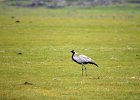 Jufferkraanvogel (demoiselle crane) (Grus virgo) op weg naar Orkhon Falls 16-08-2016 (4)
